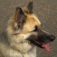 Buy canvas prints of GSD with Tongue out by Sally Wallis