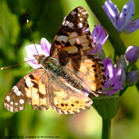 Buy canvas prints of Painted lady butterfly  by Sally Wallis
