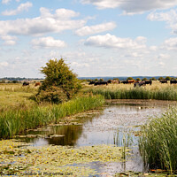 Buy canvas prints of Cattle on bank of Pevensey Marsh Dyke by Sally Wallis