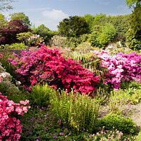 Buy canvas prints of Colorful azaleas on garden bank by Sally Wallis