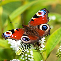 Buy canvas prints of Peacock Butterfly on white flower by Sally Wallis