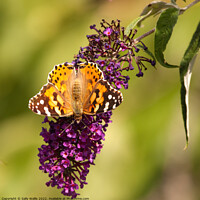 Buy canvas prints of Painted Lady on lilac by Sally Wallis