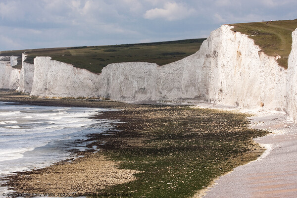 Cliffs at Birling Gap, East Sussex Picture Board by Sally Wallis