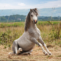Buy canvas prints of A grey pony getting up from a roll by Sally Wallis