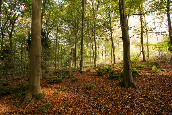Fallen leaves in Friston Forest Picture Board by Sally Wallis