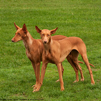 Buy canvas prints of Two Pharaoh Hounds by Sally Wallis