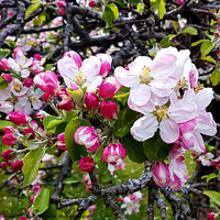 Buy canvas prints of fresh apple blossom on a gnarled old tree by Sally Wallis