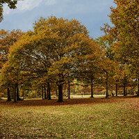 Buy canvas prints of autumn colors, mostly oak trees by Sally Wallis