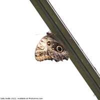 Buy canvas prints of Brown Owl Butterfly by Sally Wallis