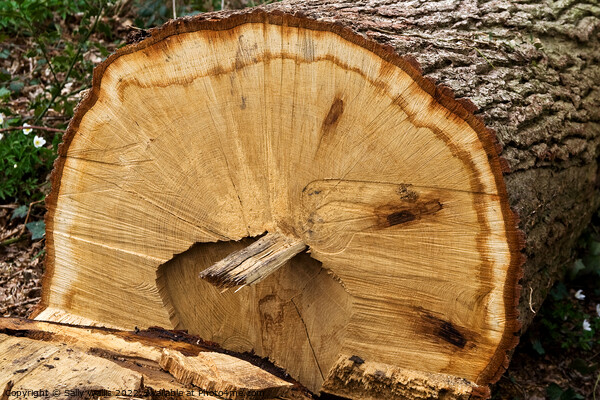 Felled oak tree Picture Board by Sally Wallis