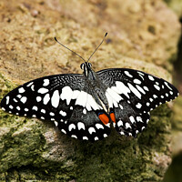 Buy canvas prints of Citurs Swallow Tail on Rock by Sally Wallis