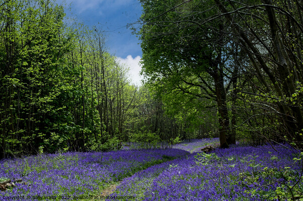 Path through Sussex bluebell wood Picture Board by Sally Wallis
