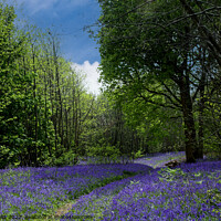 Buy canvas prints of Path through Sussex bluebell wood by Sally Wallis