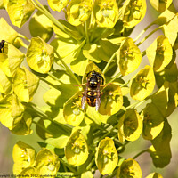 Buy canvas prints of Bee sucking from euphorbia by Sally Wallis