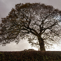 Buy canvas prints of silhouetted oak tree by Sally Wallis