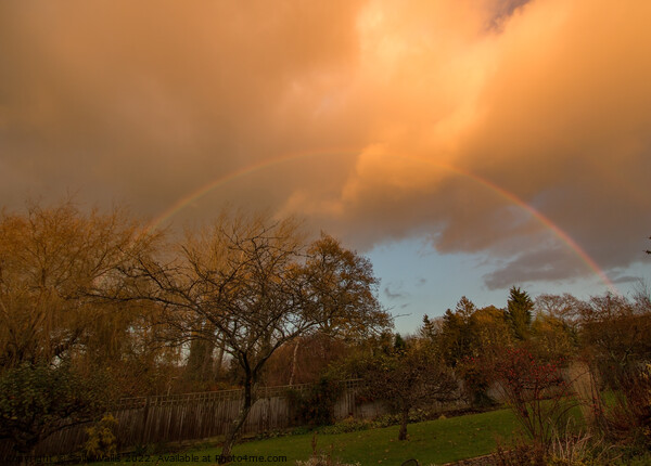 Full rainbow over garden Picture Board by Sally Wallis