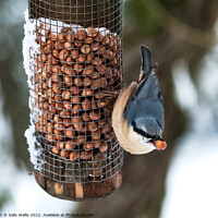 Buy canvas prints of Nuthatch with peanut by Sally Wallis