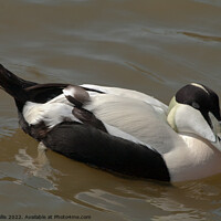 Buy canvas prints of Eider Duck swimming by Sally Wallis