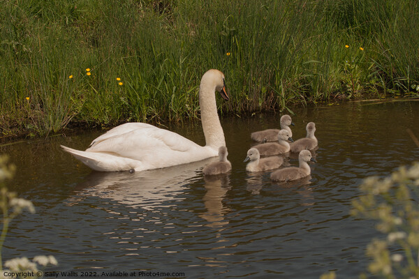 Swan with Cygnets on Dyke Picture Board by Sally Wallis