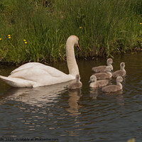 Buy canvas prints of Swan with Cygnets on Dyke by Sally Wallis