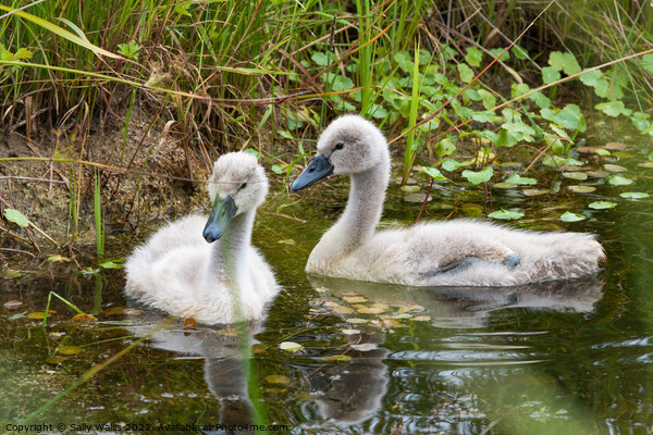 Two very young cygnets Picture Board by Sally Wallis