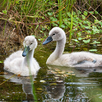 Buy canvas prints of Two very young cygnets by Sally Wallis