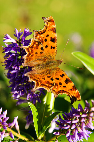 Comma Butterfly Picture Board by Sally Wallis