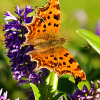 Buy canvas prints of Comma Butterfly by Sally Wallis