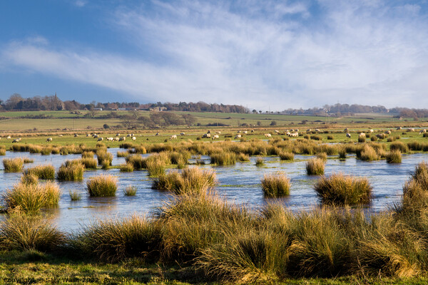 Sheep grazing over flooded marshland Picture Board by Sally Wallis
