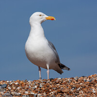 Buy canvas prints of Seagull on Shingle Beach by Sally Wallis