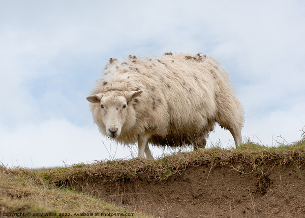 Sussex Downland sheep on crag Picture Board by Sally Wallis