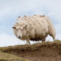 Buy canvas prints of Sussex Downland sheep on crag by Sally Wallis