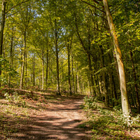 Buy canvas prints of Trail in Friston Forest, East Sussex by Sally Wallis