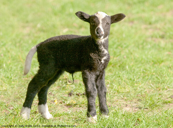 zwartbles baby lamb Picture Board by Sally Wallis