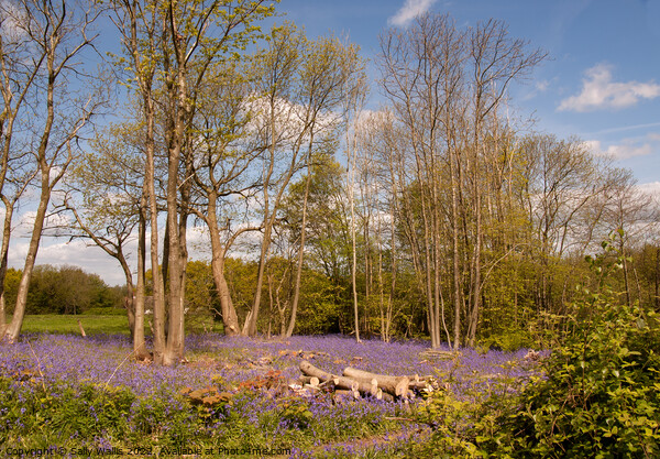 Coppiced woodland and bluebells Picture Board by Sally Wallis