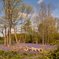 Buy canvas prints of Coppiced woodland and bluebells by Sally Wallis