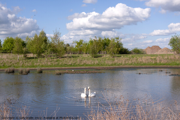 Swans on Hastings reservoir Picture Board by Sally Wallis