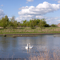Buy canvas prints of Swans on Hastings reservoir by Sally Wallis