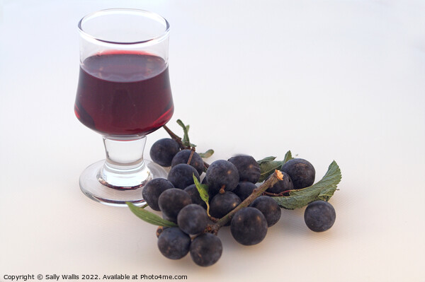A glass of mature sloe gin  Picture Board by Sally Wallis