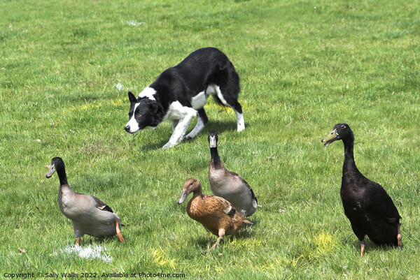 Collie herding ducks Picture Board by Sally Wallis