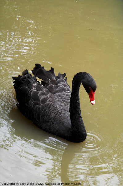 Black Swan Picture Board by Sally Wallis