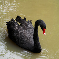 Buy canvas prints of Black Swan by Sally Wallis