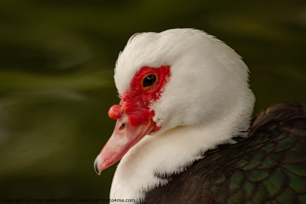 Muscovy duck Picture Board by Sally Wallis
