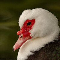 Buy canvas prints of Muscovy duck by Sally Wallis