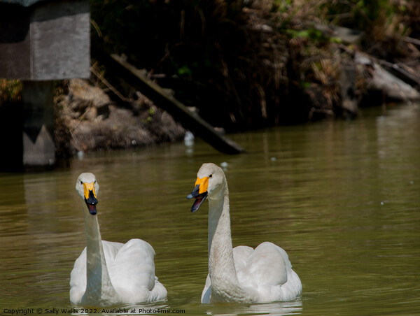 Whooper Swans in conversation Picture Board by Sally Wallis