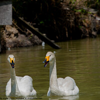 Buy canvas prints of Whooper Swans in conversation by Sally Wallis