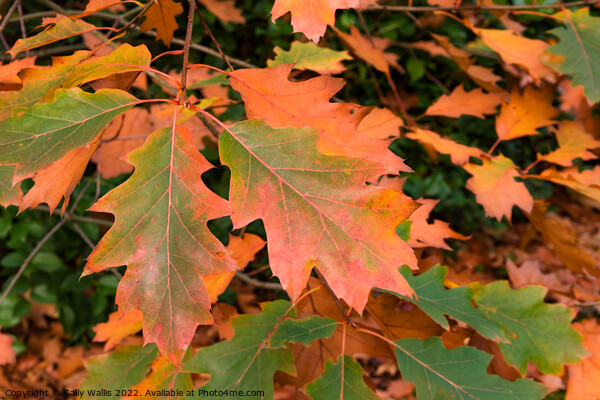 Quercus Rubra Leaves turning brown in the Fall Picture Board by Sally Wallis