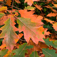 Buy canvas prints of Quercus Rubra Leaves turning brown in the Fall by Sally Wallis