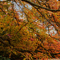 Buy canvas prints of Under the Spreading Beech Tree by Sally Wallis