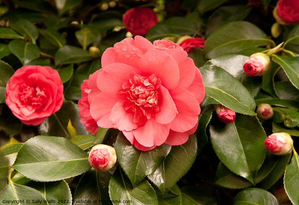 Pale red camelia surrounded by buds Picture Board by Sally Wallis